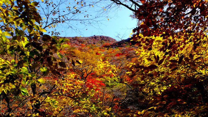 九重黒岳(高塚山)　紅葉登山　くじゅう1の原生林は一切合切輝く光葉の森