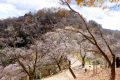 桜山　花見登山　冬桜のエルドラド！藤岡市の低山は紅葉と冬桜と満月が照らす峰