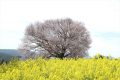 【花見】馬場の山桜　佐賀県の一本桜を紹介するぜ！中年オヤジに足りない物を探せ！