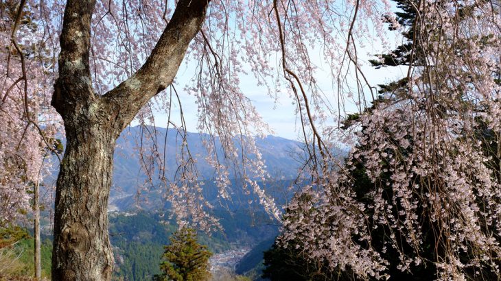 【山梨】身延山　さくら団子を食べに出家しな！夢見る桜と花見登山