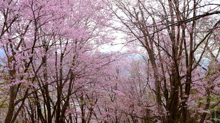 【新潟】坂戸山　脇汗を乾かせ！　満開の桜とカタクリとタムシバの豊穣祭　花見登山