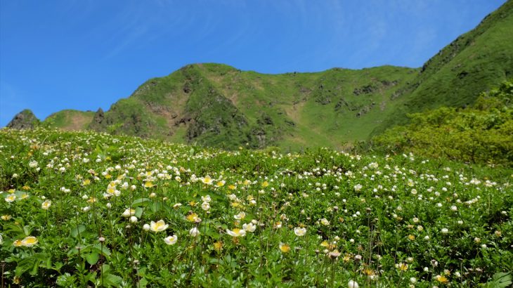 【東北】秋田駒ヶ岳　シン・ゴリラが成敗してやる！ムーミン谷はチングルマとバイケイソウがギガ満開　花見登山