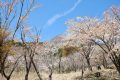 【九重】くたみ分かれの四千本桜と立中山登山　趣深い山桜とクリアな青空