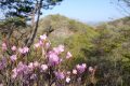 【栃木】三床山　犠牲者たちよありがとう！冬枯れた山に芽吹く淡いアカヤシオの花見登山