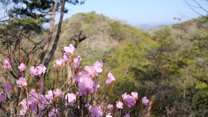 【栃木】三床山　犠牲者たちよありがとう！冬枯れた山に芽吹く淡いアカヤシオの花見登山