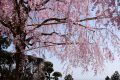 【栃木】太平山　雨と晴れのサブリミナル登山　桜吹雪と名物の団子と玉子を喰らう旅