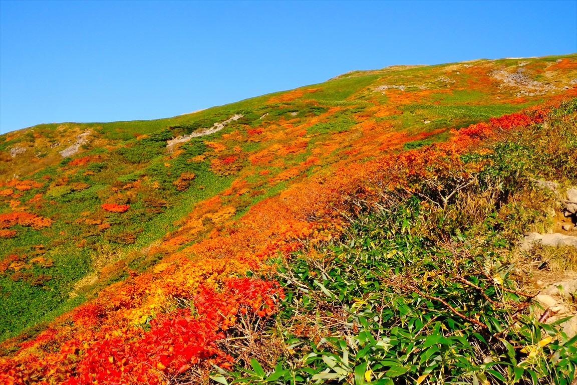 【山形】秋の月山　真っ赤に染まれ！紅葉したチガヤとハイカーの激流に逆らう登山