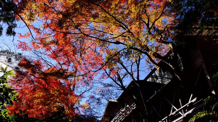 【群馬】黒滝山登山①　不動寺の紅葉と西上州一望の絶景　馬の背にヒヨった激辛ハイキング