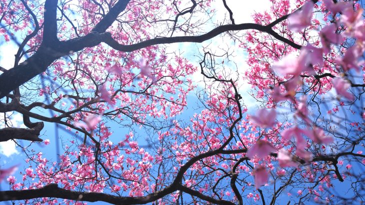 【群馬】赤城篭山　バンザイが炸裂するアカヤシオの尾根　利平茶屋から周回登山