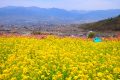 【山梨】蜂城山と桃の花　レンタサイクルで巡る春の勝沼と甚六桜の桜吹雪