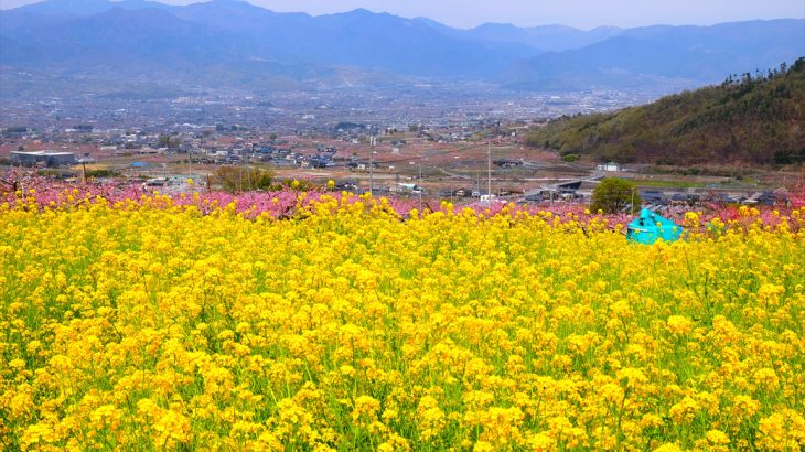 【山梨】蜂城山と桃の花　レンタサイクルで巡る春の勝沼と甚六桜の桜吹雪