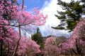 【群馬】袈裟丸山登山（後編）　アカヤシオスプラッシュ！！山頂のシンボルツリーと挂甲の武人くん