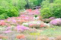 【栃木】井戸湿原（後編）　満開のツツジは桜でんぶ！　春の日光へ浪漫飛行する旅