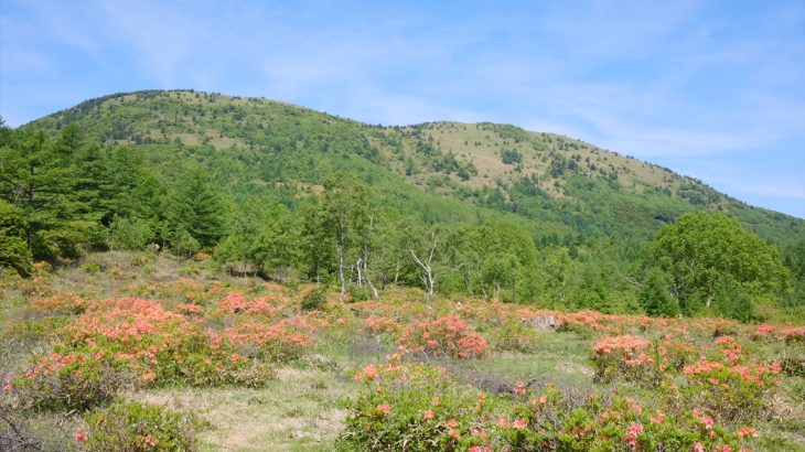 【長野】湯ノ丸山のレンゲツツジ(前編)　5キロ太っても大丈夫！　散歩気分で歩ける2000mの花の名山