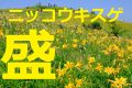 【長野】飯盛山(前編)　ニッコウキスゲ大盛り！黄色く染まりんしゃったね