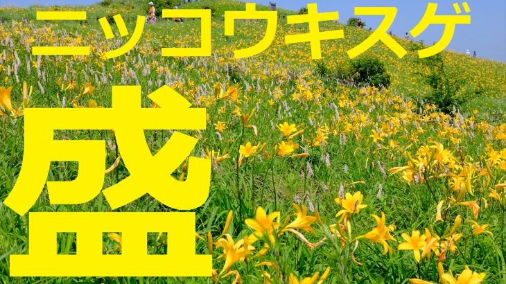 【長野】飯盛山(前編)　ニッコウキスゲ大盛り！黄色く染まりんしゃったね