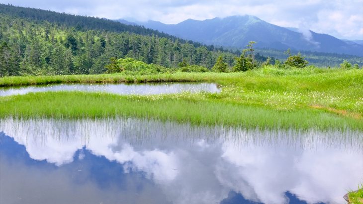 【新潟】苗場山　真夏は小赤沢3合目から登る！　手が届きそうな夏雲とワタスゲ咲く山頂湿原