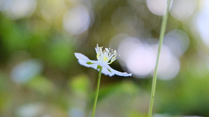 【長野】鳥甲山(後編)　定番の周回ルートは絶景フィーバー　ツキに見放された登山
