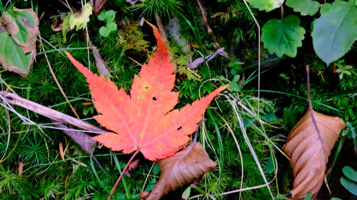 【徳島】秋の剣山(後編)　雨と横殴りの風　遥かなる次郎岌と悲鳴が響く下山路