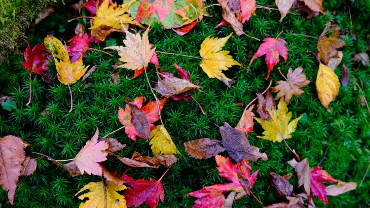【徳島】秋の剣山(前編)　天国の縦走路を夢見てホワイト地獄に落ちる　リフトを見上げるボンビー旅