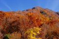 【新潟】秋の金城山(前編)　断トツの紅葉ギャラクシー　メラメラ燃えるブナの黄葉と金縛り