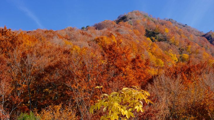 【新潟】秋の金城山(前編)　断トツの紅葉ギャラクシー　メラメラ燃えるブナの黄葉と金縛り