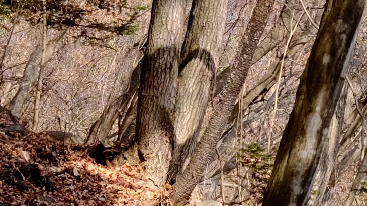 【群馬】嵩山　中之条のギザギザハートを狙え！　大天狗からの大展望と鎖場アスレチック